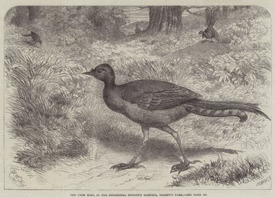 動物学協会の庭園、リージェンツパーク内のLyre Bird 作： Friedrich Wilhelm Keyl